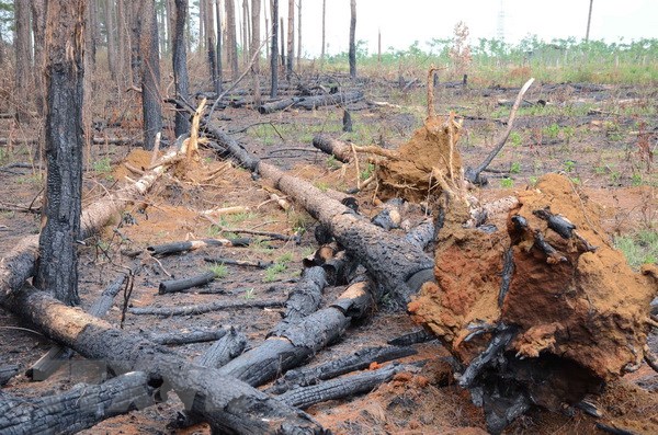 Vụ phá rừng tại Đắk Nông: Tạm giữ khẩn cấp Phó trạm quản lý rừng