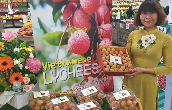 Vải thiều Thanh Hà bay tới Hà Lan, bán 500.000 đồng/kg vẫn cháy hàng Vải thiều Thanh Hà bay tới Hà Lan, bán 500.000 đồng/kg vẫn cháy hàng