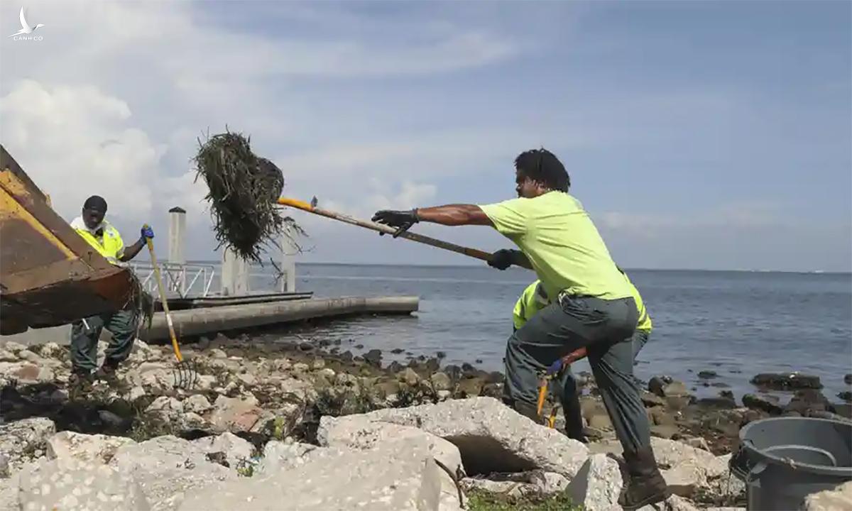 Cá chết phủ trắng bờ biển Florida Mỹ do nước thải nhà máy phân bón Cá chết phủ trắng bờ biển Florida Mỹ do nước thải nhà máy phân bón