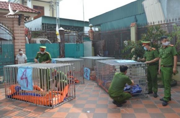 Hé lộ lí do 8 con hổ chết sau khi được giải cứu Hé lộ lí do 8 con hổ chết sau khi được giải cứu