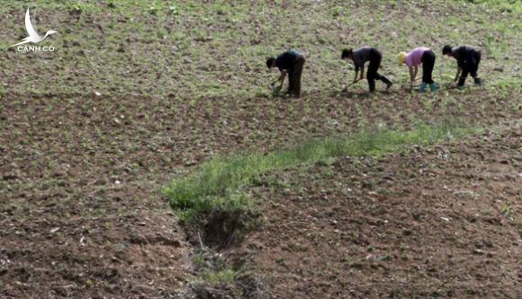 Tình báo Hàn Quốc nói Triều Tiên xả gạo dự trữ vì mất mùa