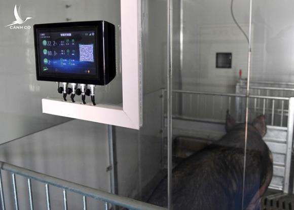 Lợn ở trong “khách sạn” 13 tầng, hệ thống kiểm soát nhiệt độ và độ ẩm tự động, kiểm soát ra vào nghiêm ngặt