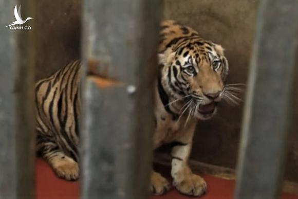 Hé lộ lí do 8 con hổ chết sau khi được giải cứu