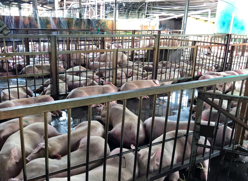 17 cán bộ phải giải trình vì 4.000 con heo bị tiêm thuốc an thần 17 cán bộ phải giải trình vì 4.000 con heo bị tiêm thuốc an thần