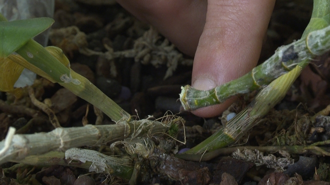 Lừa tiền tỷ bằng lan đột biến HO giả