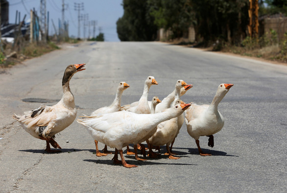 Việt Nam 5 ngày không có ca mới, 4 nước có hơn 20.000 ca tử vong Việt Nam 5 ngày không có ca mới, 4 nước có hơn 20.000 ca tử vong