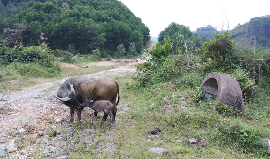 T.T. Huế: Hàng loạt cựu sĩ quan quân đội bị kỷ luật vì thực hiện dự án kém hiệu quả T.T. Huế: Hàng loạt cựu sĩ quan quân đội bị kỷ luật vì thực hiện dự án kém hiệu quả