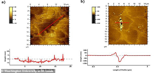 Bí ẩn loài người cổ mang hàm răng mãnh thú Bí ẩn loài người cổ mang hàm răng mãnh thú