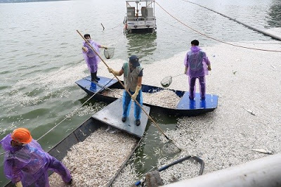 VỀ VIỆC CÁ CHẾT Ở HỒ TÂY NHỮNG NGÀY QUA! VỀ VIỆC CÁ CHẾT Ở HỒ TÂY NHỮNG NGÀY QUA!