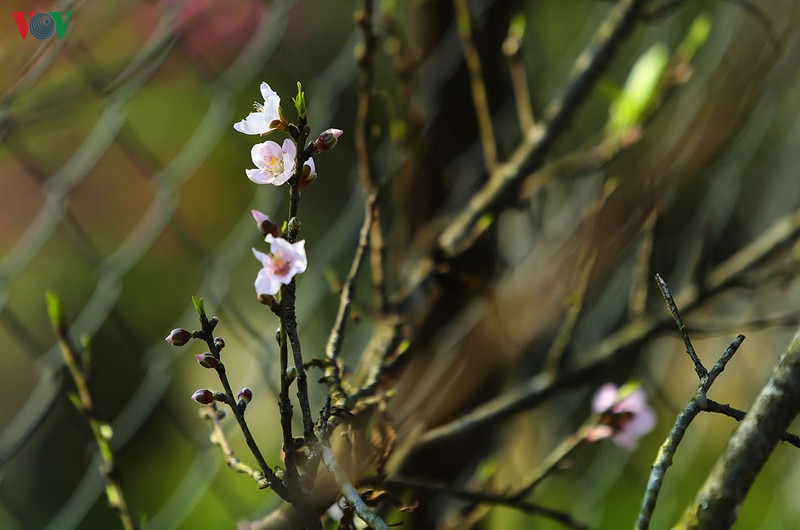 Đảng 90 mùa xuân bừng cháy khát vọng Việt Nam Đảng 90 mùa xuân bừng cháy khát vọng Việt Nam