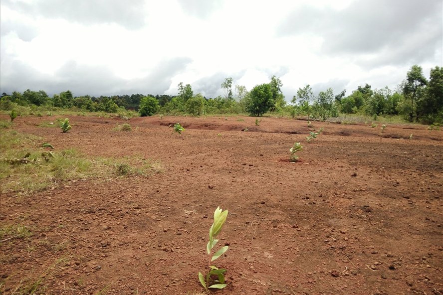 Vụ “xẻ” đất quốc phòng, chia cho quan chức tại Đắk Nông: Ai hưởng lợi?