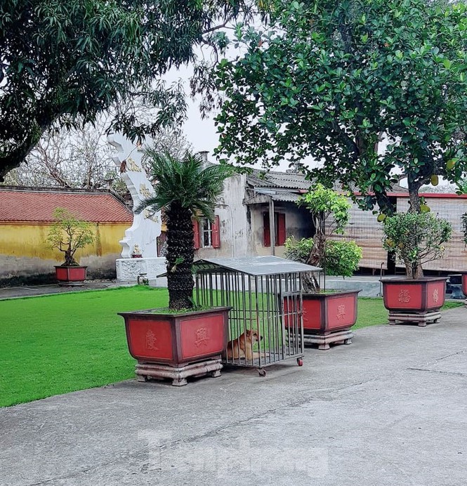 Kỷ luật sư trụ trì dọa thả chó cắn ‘nát mặt’ phật tử Kỷ luật sư trụ trì dọa thả chó cắn ‘nát mặt’ phật tử