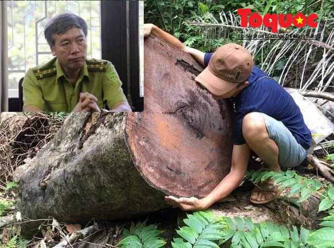 Rừng liên tục bị phá, Chi cục trưởng Kiểm lâm vẫn được đề bạt thăng chức?
