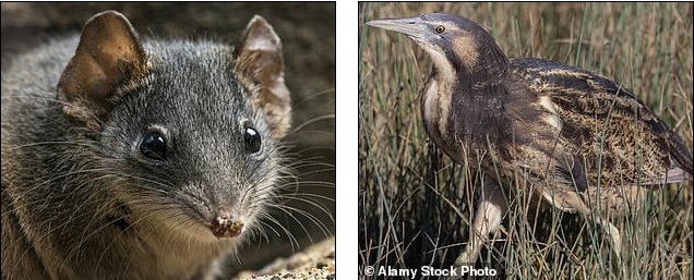 Cháy rừng dữ dội ở Australia, quần thể gấu koala và nhiều loài động vật quý hiếm đối mặt nguy cơ tuyệt chủng Cháy rừng dữ dội ở Australia, quần thể gấu koala và nhiều loài động vật quý hiếm đối mặt nguy cơ tuyệt chủng