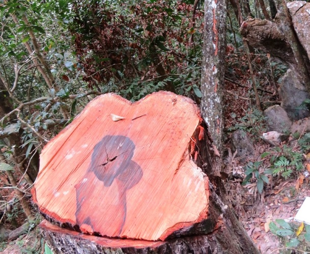 Vụ phá rừng nghiêm trọng tại VQG Phong Nha – Kẻ Bàng: Thành lập đoàn kiểm tra liên ngành Vụ phá rừng nghiêm trọng tại VQG Phong Nha – Kẻ Bàng: Thành lập đoàn kiểm tra liên ngành