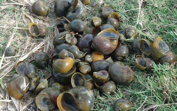 Trước tôm càng đỏ, nhiều sinh vật ngoại lai từng đe dọa hệ sinh thái VN Trước tôm càng đỏ, nhiều sinh vật ngoại lai từng đe dọa hệ sinh thái VN