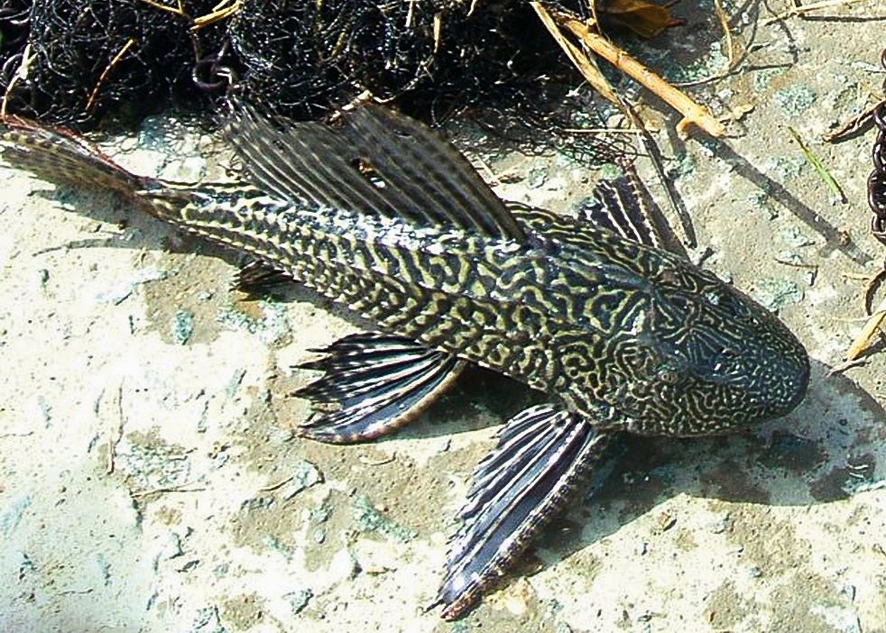 Trước tôm càng đỏ, nhiều sinh vật ngoại lai từng đe dọa hệ sinh thái VN Trước tôm càng đỏ, nhiều sinh vật ngoại lai từng đe dọa hệ sinh thái VN