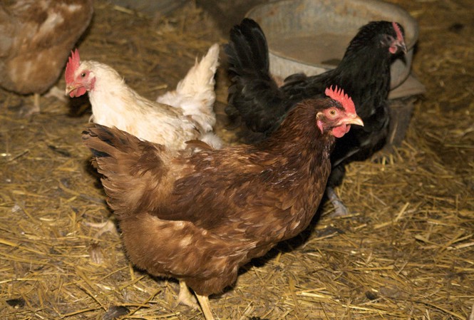 Mỹ cáo buộc Trung Quốc bí mật 'găm' chủng virus cúm mới