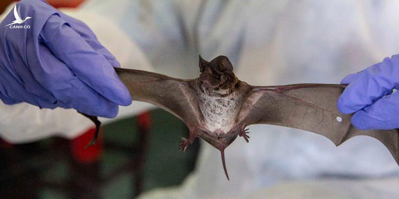 Phát hiện virus mới giống SARS-CoV-2 tới 94,5% Phát hiện virus mới giống SARS-CoV-2 tới 94,5%