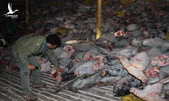 Tàu Trung Quốc vơ vét hàng nghìn tấn cá, mực gần Galapagos Tàu Trung Quốc vơ vét hàng nghìn tấn cá, mực gần Galapagos