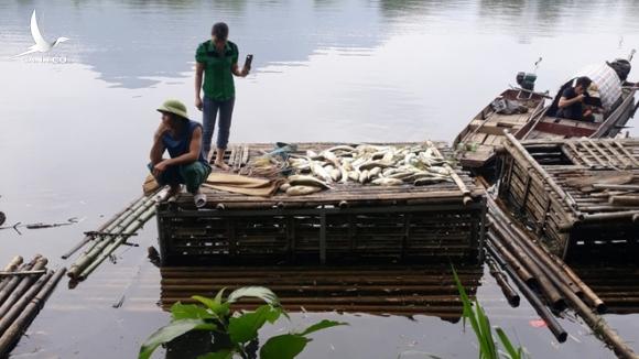 Thủy sản chết hàng loạt trên sông Mã: Người dân vật vã ‘chạy cá’ trong tuyệt vọng Thủy sản chết hàng loạt trên sông Mã: Người dân vật vã ‘chạy cá’ trong tuyệt vọng