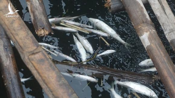Thủy sản chết hàng loạt trên sông Mã: Người dân vật vã ‘chạy cá’ trong tuyệt vọng Thủy sản chết hàng loạt trên sông Mã: Người dân vật vã ‘chạy cá’ trong tuyệt vọng