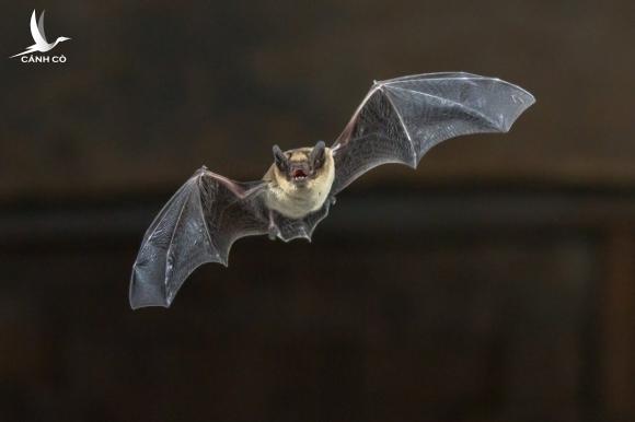 Giả thuyết ‘bỗng sống lại’ về nguồn gốc virus SARS-CoV-2