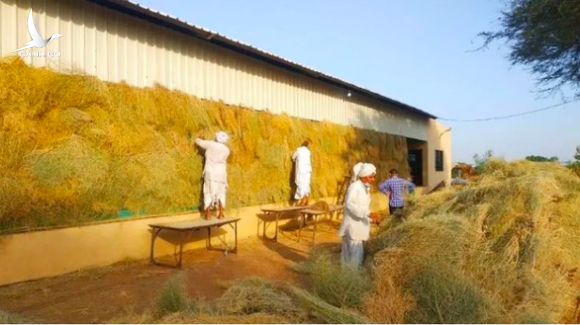 Bệnh nhân gục ngã như rạ, vẫn chữa COVID-19 bằng nước tiểu, bôi phân bò Bệnh nhân gục ngã như rạ, vẫn chữa COVID-19 bằng nước tiểu, bôi phân bò