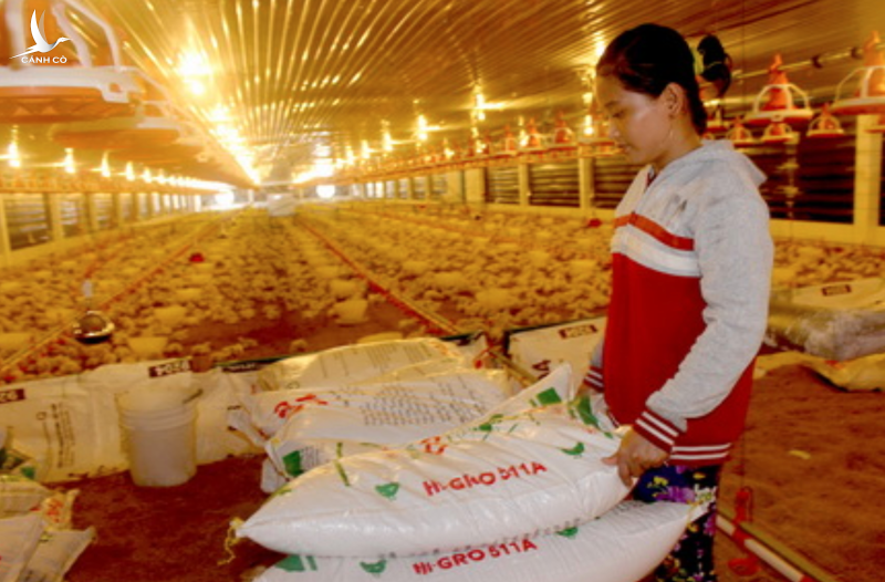 Nông dân đứng trước nguy cơ phá sản vì thức ăn chăn nuôi đồng loạt tăng giá