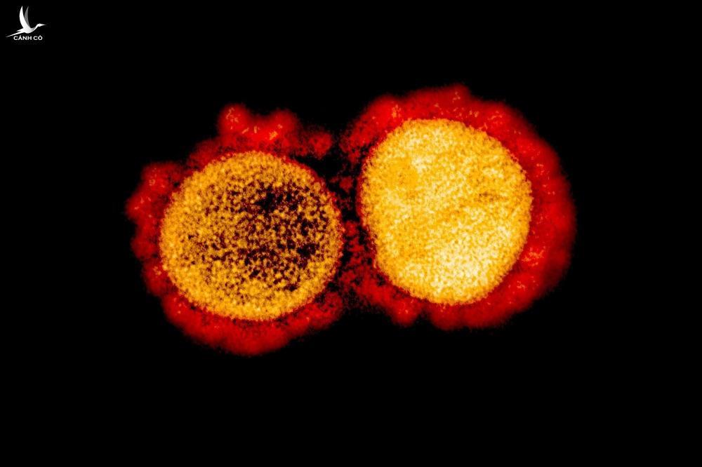 Đột biến nguy hiểm của biến chủng Delta Đột biến nguy hiểm của biến chủng Delta